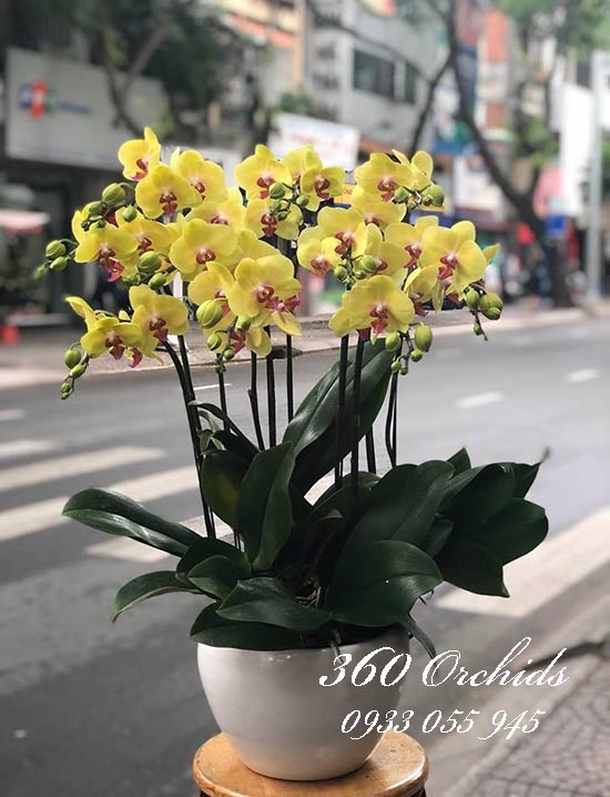 Chậu lan hồ điệp vàng sắc xuân